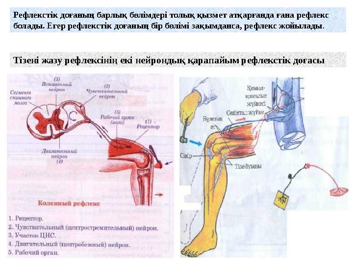Рефлекстік доғаның барлық бөлімдері толық қызмет атқарғанда ғана рефлекс болады. Егер рефлекстік доғаның бір бөлімі зақымданса,