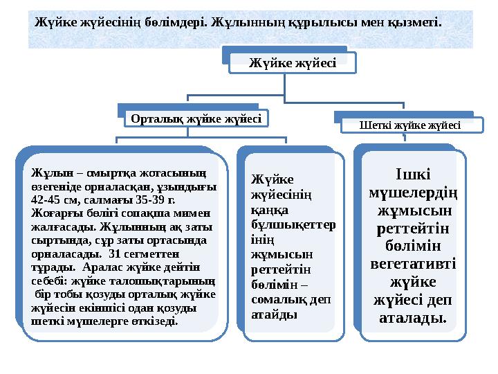 Жүйке жүйесінің бөлімдері. Жұлынның құрылысы мен қызметі. Жүйке жүйесі Орталық жүйке жүйесі Жұлын – омыртқа жо