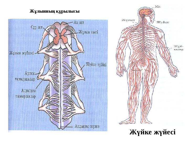 Жұлынның құрылысы Жүйке жүйесі