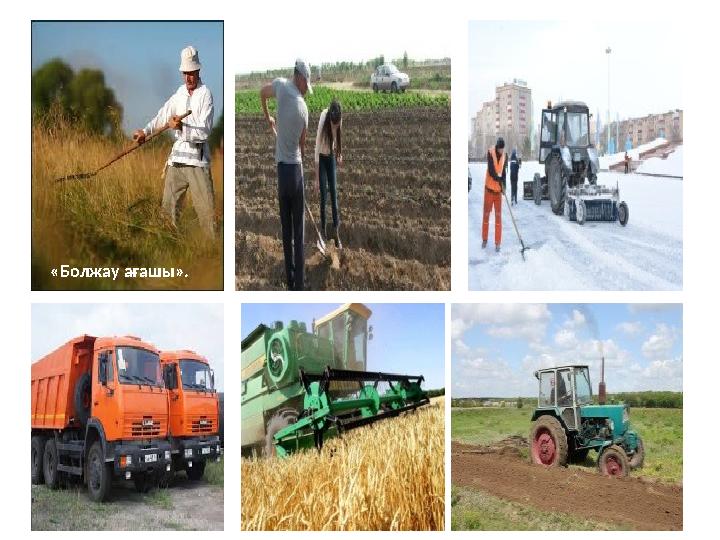 «Болжау ағашы».