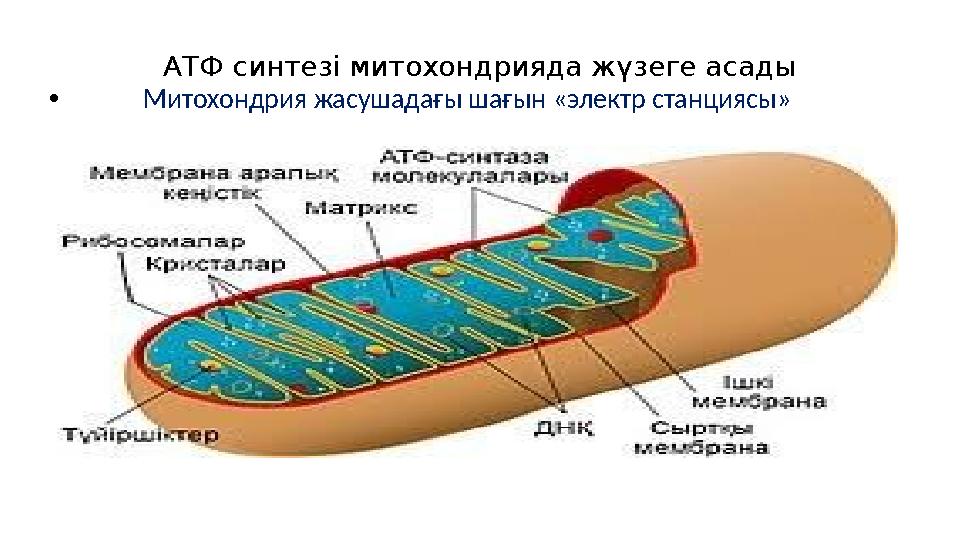 АТФ синтезі митохондрияда жүзеге асады • Митохондрия жасушадағы шағын «электр станциясы»