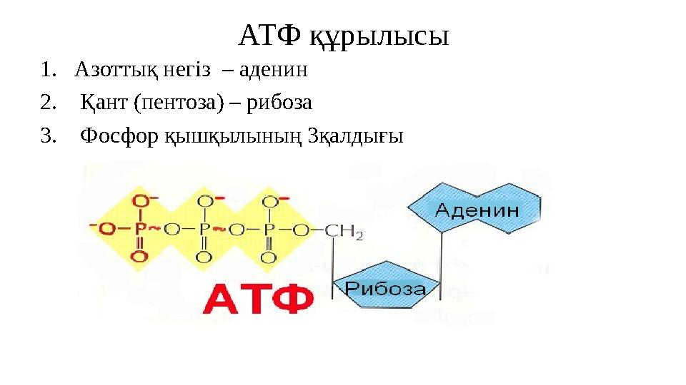 АТФ құрылысы 1.Азоттық негіз – аденин 2. Қант (пентоза) – рибоза 3. Фосфор қышқылының 3қалдығы