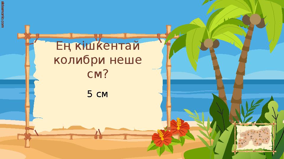 Ең кішкентай колибри неше см? 5 см