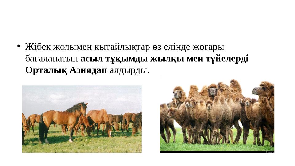 •Жібек жолымен қытайлықтар өз елінде жоғары бағаланатын асыл тұқымды жылқы мен түйелерді Орталық Азиядан алдырды.