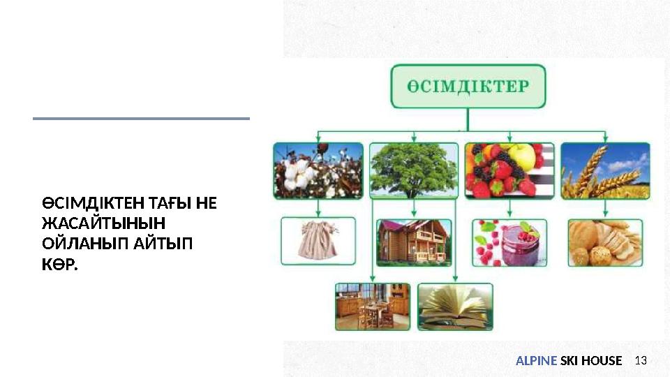 ALPINE SKI HOUSE13 ӨСІМДІКТЕН ТАҒЫ НЕ ЖАСАЙТЫНЫН ОЙЛАНЫП АЙТЫП КӨР.