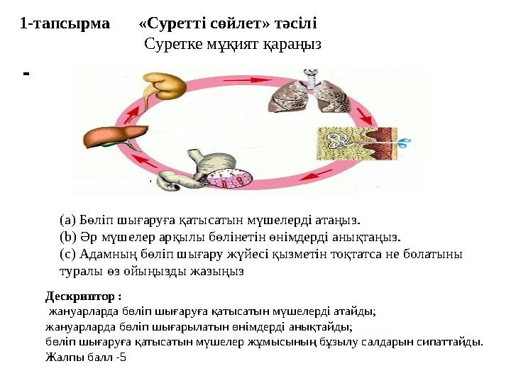 1-тапсырма «Суретті сөйлет» тәсілі Суретке мұқият қараңыз (а) Бөліп шығаруға қатысатын мүшелерді атаңыз. (b) Әр мүшеле