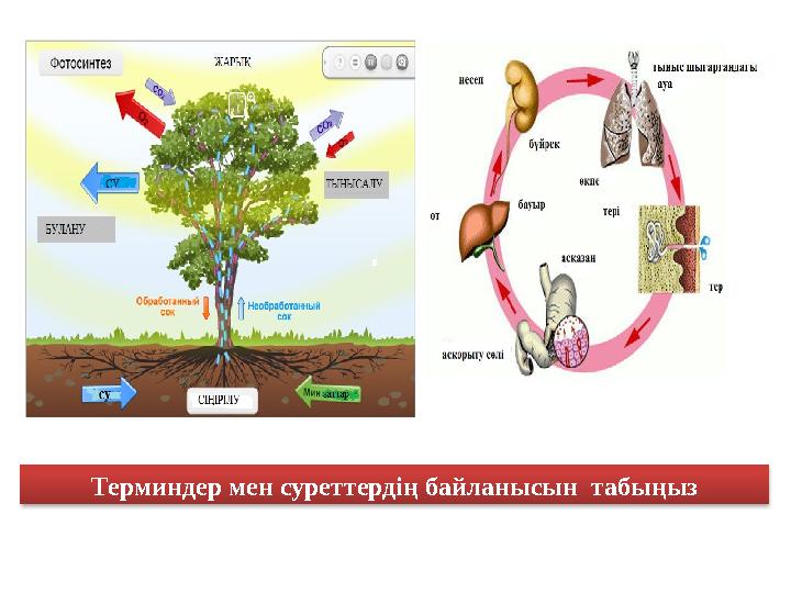 Терминдер мен суреттердің байланысын табыңыз