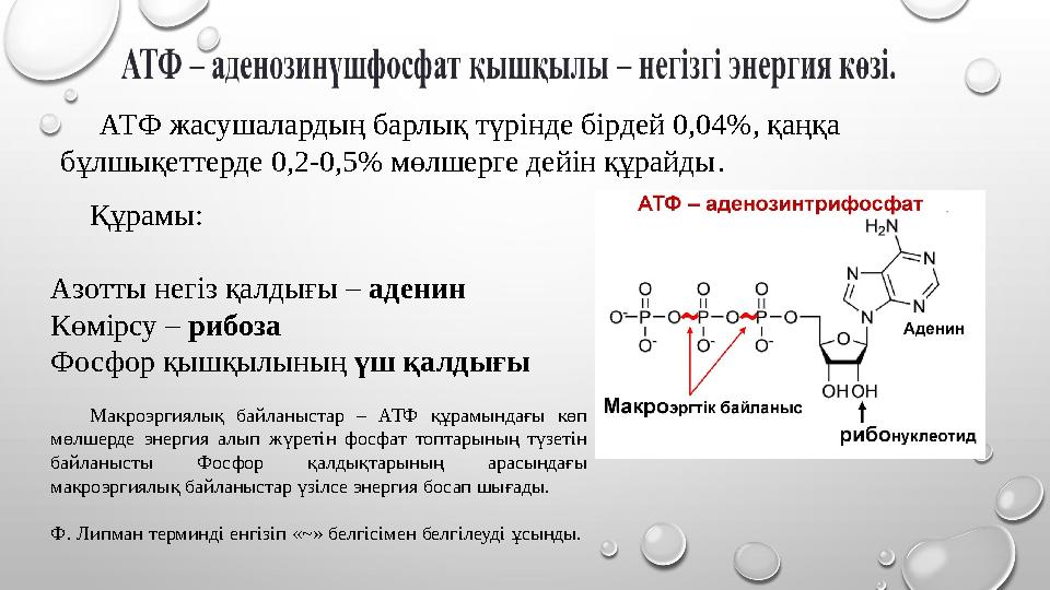 АТФ жасушалардың барлық түрінде бірдей 0,04%, қаңқа бұлшықеттерде 0,2-0,5% мөлшерге дейін құрайды. Құрамы: Азотты негіз қалдығ