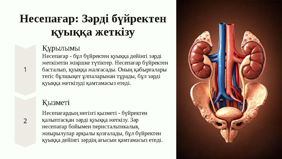 Несепағар: Зәрді бүйректен қуыққа жеткізу Құрылымы Несепағар - бұл бүйректен қуыққа дейінгі зәрді жеткізетін жіңішке түтіктер.