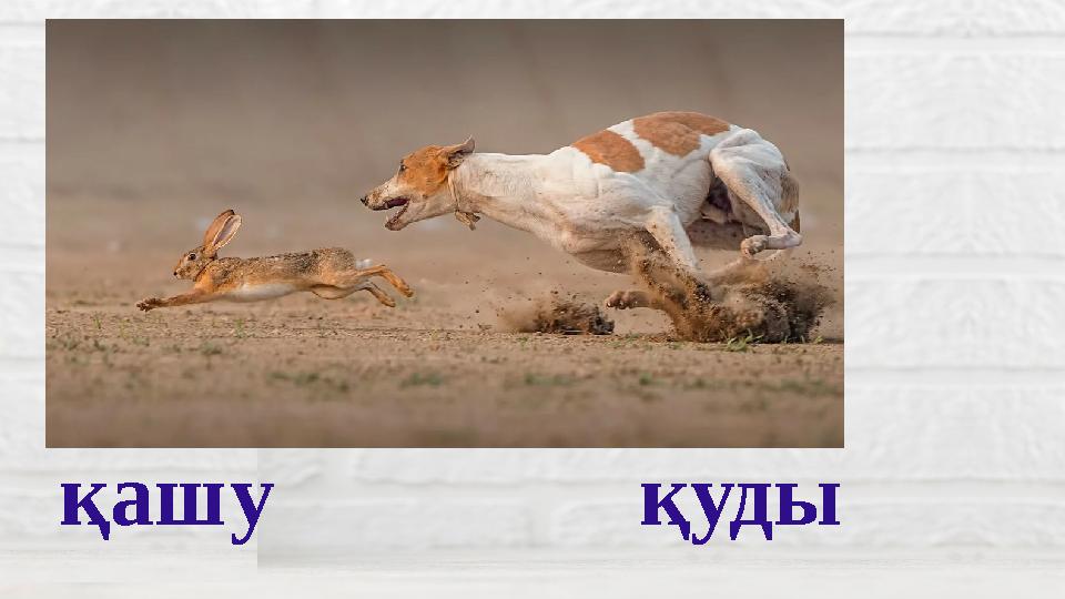 қашу қуды