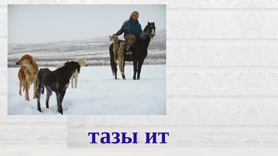 тазы ит