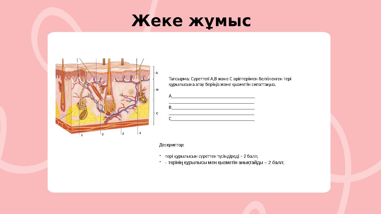 Тапсырма: Суреттегі А,В және С әріптерімен белгіленген тері құрылысына атау беріңіз және қызметін сипаттаңыз. А____________