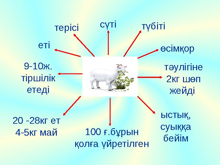 терісі еті сүті 9-10ж. тіршілік етеді 20 -28кг ет 4-5кг май ыстық, суыққа бейім тәулігіне 2кг шөп жейді өсімқор түбіті 100 ғ