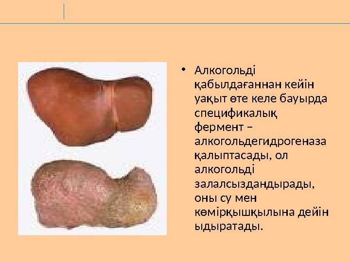 •Алкогольді қабылдағаннан кейін уақыт өте келе бауырда спецификалық фермент – алкогольдегидрогеназа қалыптасады, ол алког