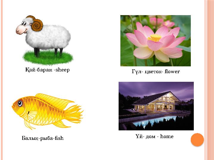 Қой-баран -sheep Гүл- цветок- flower Балық-рыба-fish Үй- дом - home