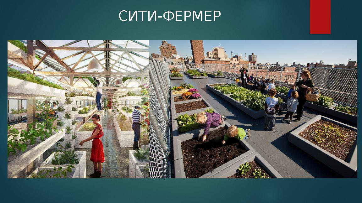 СИТИ-ФЕРМЕР