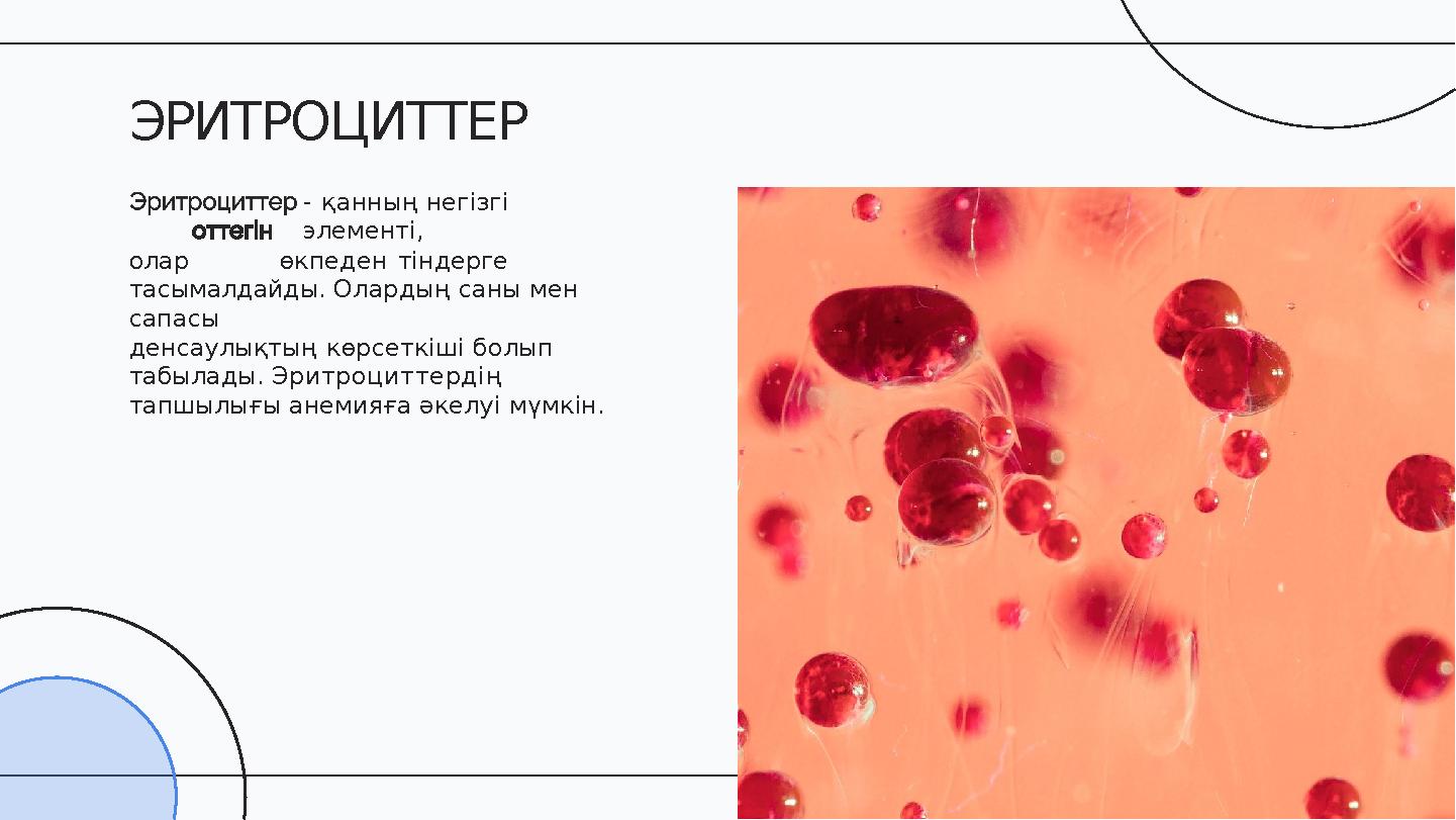 - қанның негізгі элементі, олар өкпеден тіндерге тасымалдайды. Олардың саны мен сапасы денсаулықтың көрсеткіші болып табылад