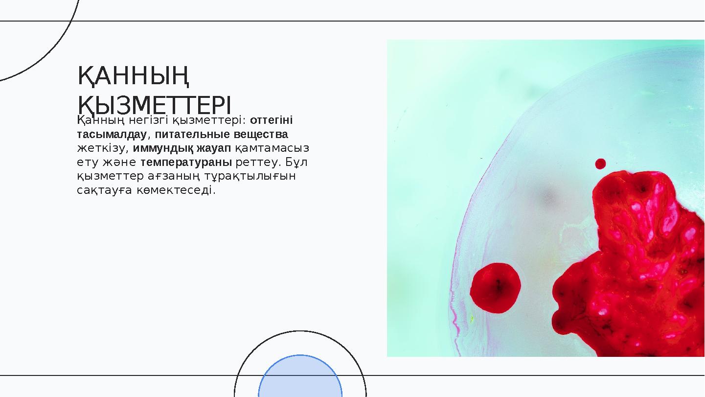 Қанның негізгі қызметтері: оттегіні тасымалдау, питательные вещества жеткізу, иммундық жауап қамтамасыз ету және температура