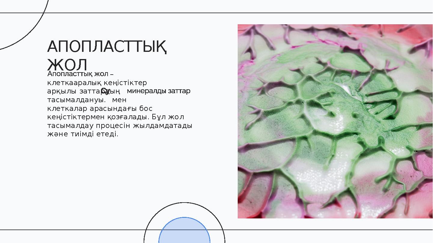 – клеткааралық кеңістіктер арқылы заттардың тасымалдануы. мен клеткалар арасындағы бос кеңістіктермен қозғалады. Бұл жол т