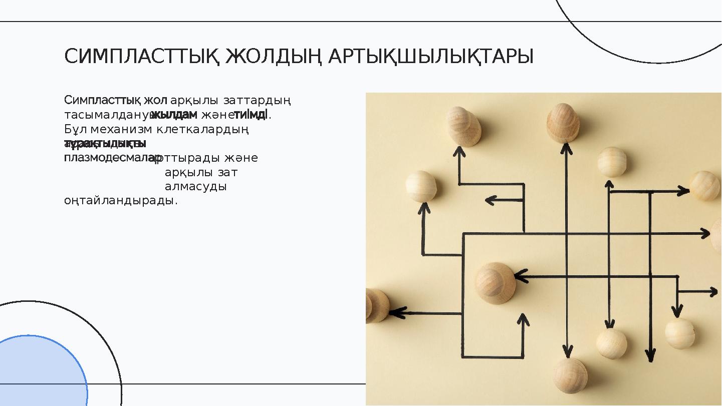 арқылы заттардың тасымалдануы және . Бұл механизм клеткалардың арасындағы арттырады және арқылы зат алмасуды оңтайландырады.