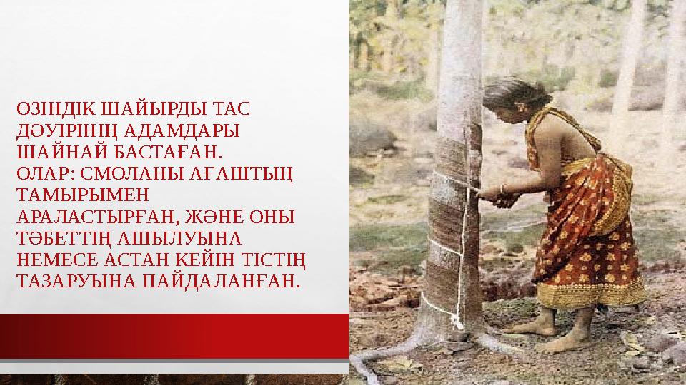 ӨЗІНДІК ШАЙЫРДЫ ТАС ДӘУІРІНІҢ АДАМДАРЫ ШАЙНАЙ БАСТАҒАН. ОЛАР: СМОЛАНЫ АҒАШТЫҢ ТАМЫРЫМЕН АРАЛАСТЫРҒАН, ЖӘНЕ ОНЫ ТӘБЕТТІҢ А