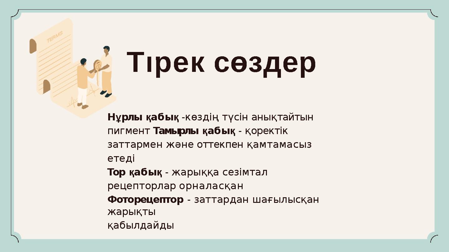 Нұрлы қабық -көздің түсін анықтайтын пигмент Тамырлы қабық - қоректік заттармен және оттекпен қамтамасыз етеді Тор қабық - жа