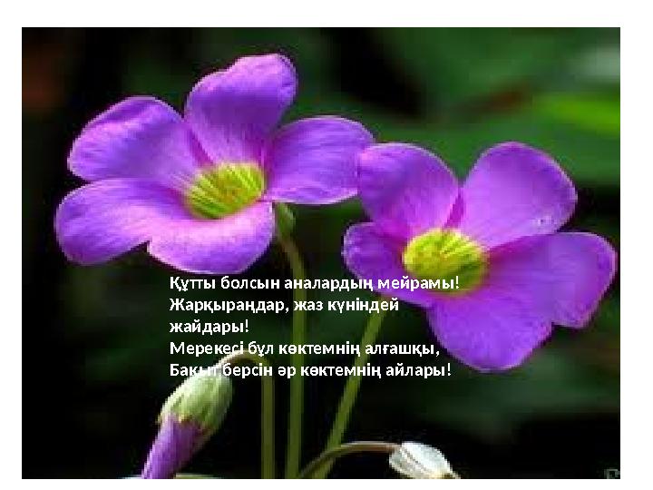 Құтты болсын аналардың мейрамы! Жарқыраңдар, жаз күніндей жайдары! Мерекесі бұл көктемнің алғашқы, Бақыт берсін әр көктемнің ай