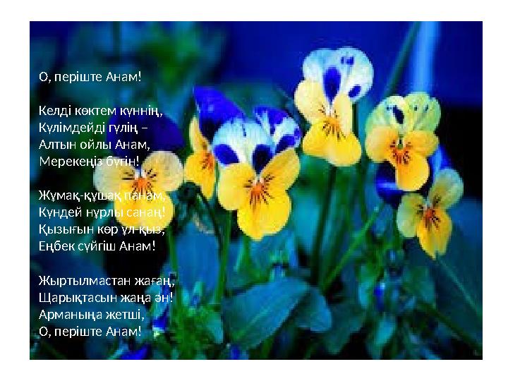 О, періште Анам! Келді көктем күннің, Күлімдейді гүлің – Алтын ойлы Анам, Мерекеңіз бүгін! Жұмақ-құшақ панам, Күндей нұрлы с