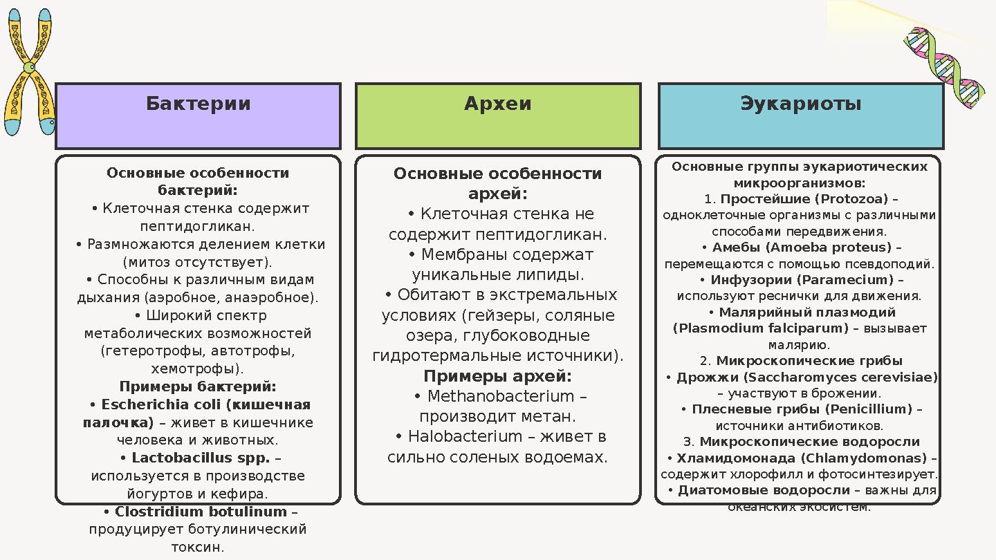 АрхеиБактерии Эукариоты Основные особенности бактерий: • Клеточная стенка содержит пептидогликан. • Размножаются делением кл АрхеиБактерии Эукариоты Основные особенности бактерий: • Клеточная стенка содержит пептидогликан. • Размножаются делением кл