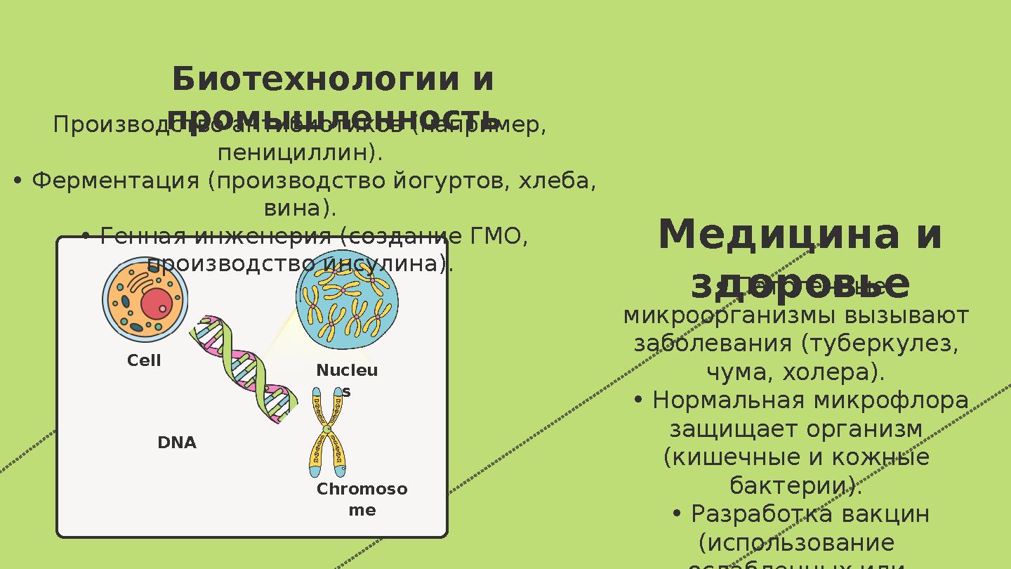 Cell Nucleu s Chromoso me DNA Биотехнологии и промышленностьПроизводство антибиотиков (например, пенициллин). • Ферментаци Cell Nucleu s Chromoso me DNA Биотехнологии и промышленностьПроизводство антибиотиков (например, пенициллин). • Ферментаци