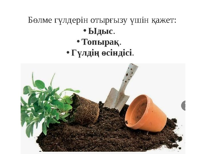 Бөлме гүлдерін отырғызу үшін қажет: •Ыдыс. •Топырақ. •Гүлдің өсіндісі.