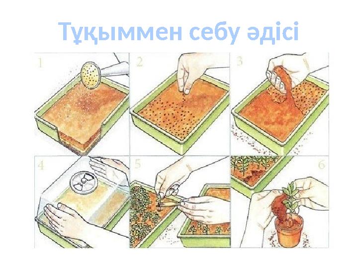 Тұқыммен себу әдісі