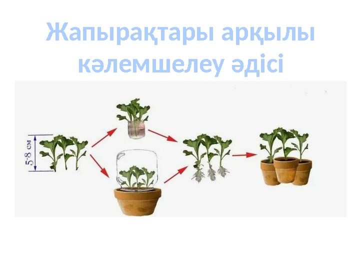 Жапырақтары арқылы кәлемшелеу әдісі