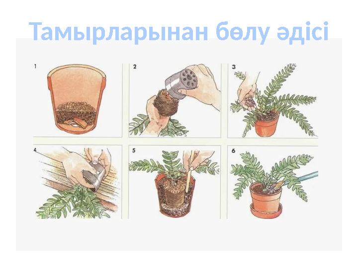 Тамырларынан бөлу әдісі