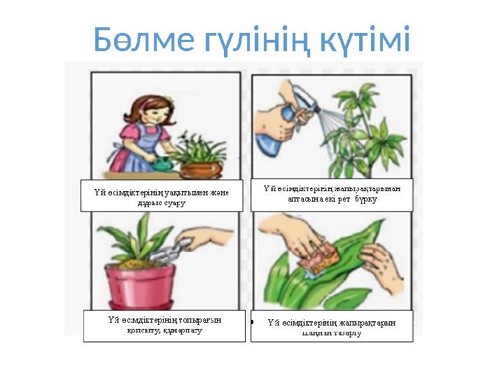 Бөлме гүлінің күтімі