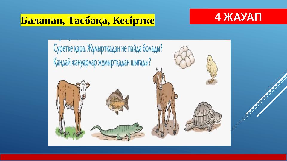 4 ЖАУАП Балапан, Тасбақа, Кесіртке