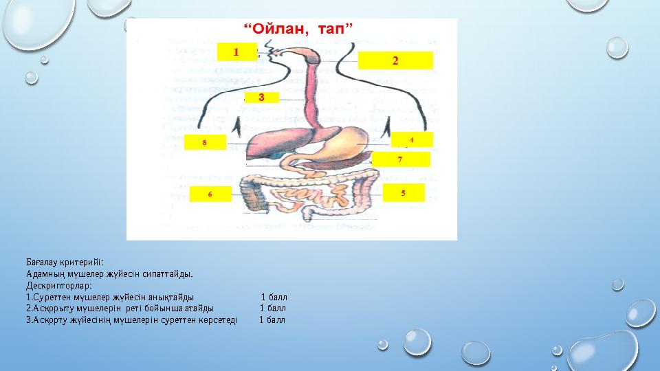 Бағалау критерийі: Адамның мүшелер жүйесін сипаттайды. Дескрипторлар: 1.Суреттен мүшелер жүйесін анықтайды