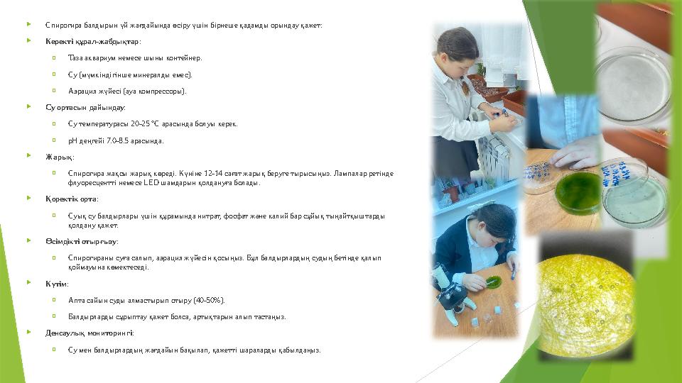  Спирогира балдырын үй жағдайында өсіру үшін бірнеше қадамды орындау қажет:  Керекті құрал-жабдықтар: oТаза ак