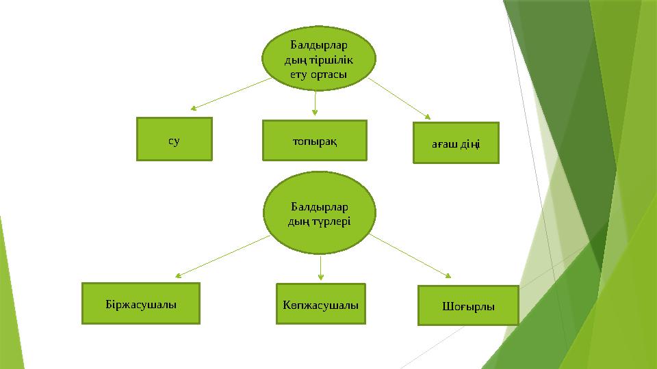 Балдырлар дың тіршілік ету ортасы су топырақ ағаш діңі Балдырлар дың түрлері Біржасушалы Көпжасушалы Шоғырлы