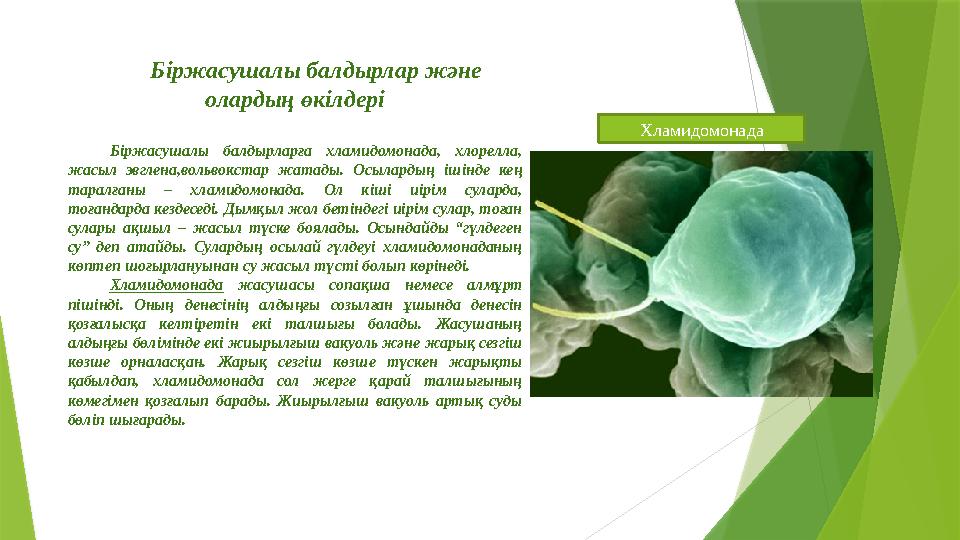 Біржасушалы балдырлар және олардың өкілдері Біржасушалы балдырларға хламидомонада, хлорелла, жасыл эвглена,вол