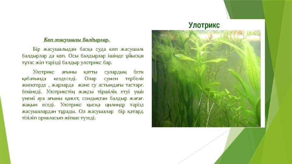 Көп жасушалы балдырлар. Бір жасушалыдан басқа суда көп жасушалы балдырлар да көп. Осы балдырлар ішінде ұйысқан