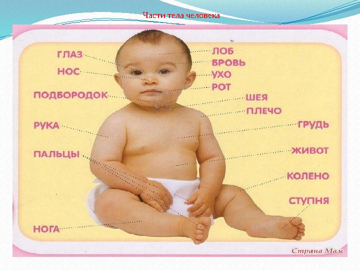 Части тела человека Части тела человека