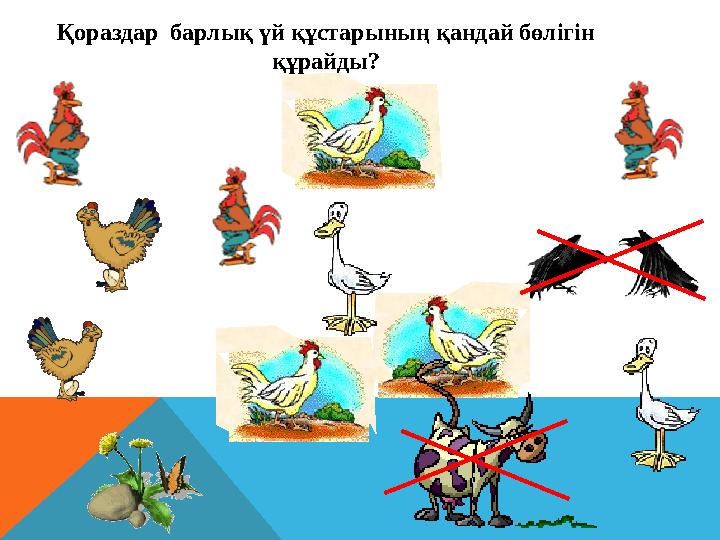 Қораздар барлық үй құстарының қандай бөлігін құрайды?