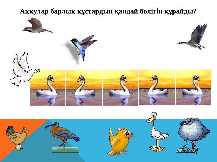 Аққулар барлық құстардың қандай бөлігін құрайды?