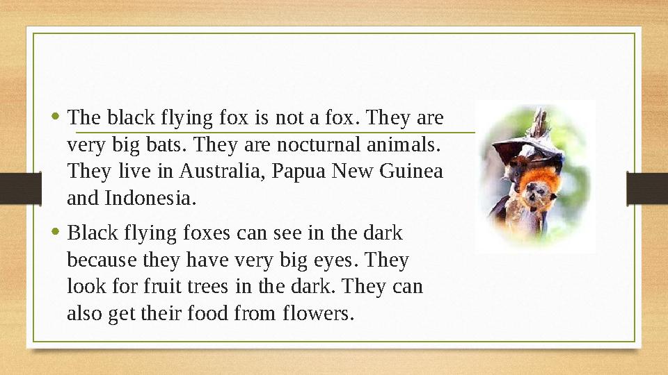 •The black flying fox is not a fox. They are very big bats. They are nocturnal animals. They live in Australia, Papua New Guin •The black flying fox is not a fox. They are very big bats. They are nocturnal animals. They live in Australia, Papua New Guin