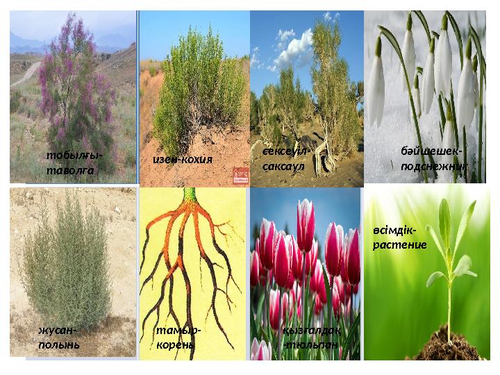 тобылғы- таволга изен-кохия сексеуіл- саксаул бәйшешек- подснежник жусан- полынь тамыр- корень қызғалдақ -тюльпан өсімдік- расте