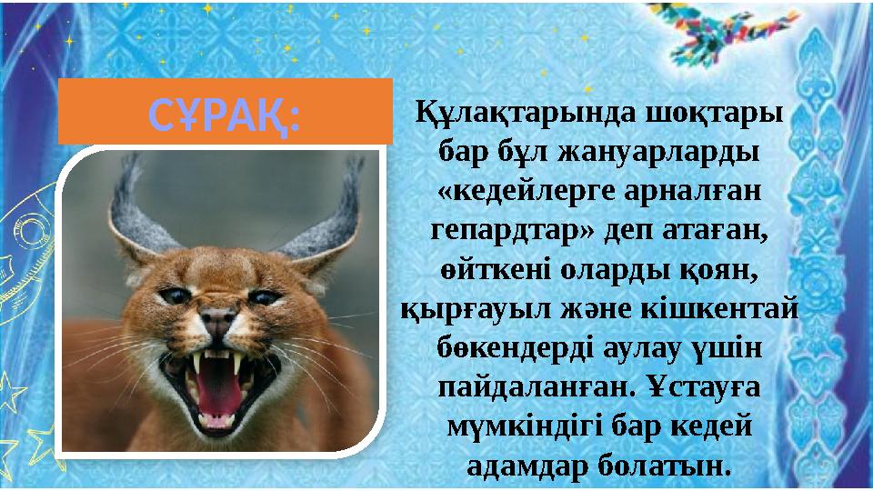 Құлақтарында шоқтары бар бұл жануарларды «кедейлерге арналған гепардтар» деп атаған, өйткені оларды қоян, қырғауыл және кіш