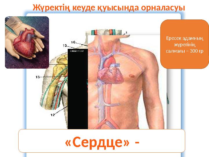 Жүректің кеуде қуысында орналасуы «Сердце» - «середина» Ересек адамның жүрегінің салмағы – 300 гр