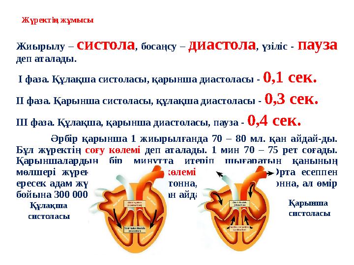 Жүректің жұмысы Жиырылу – систола, босаңсу – диастола, үзіліс - пауза деп аталады. І фаза. Құлақша систоласы, қарынша диастол