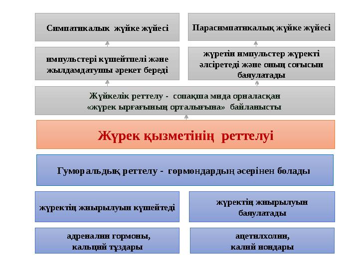 Симпатикалык жүйке жүйесі Парасимпатикалық жүйке жүйесі жүретін импульстер жүректі әлсіретеді және оның соғысын баяулатады им